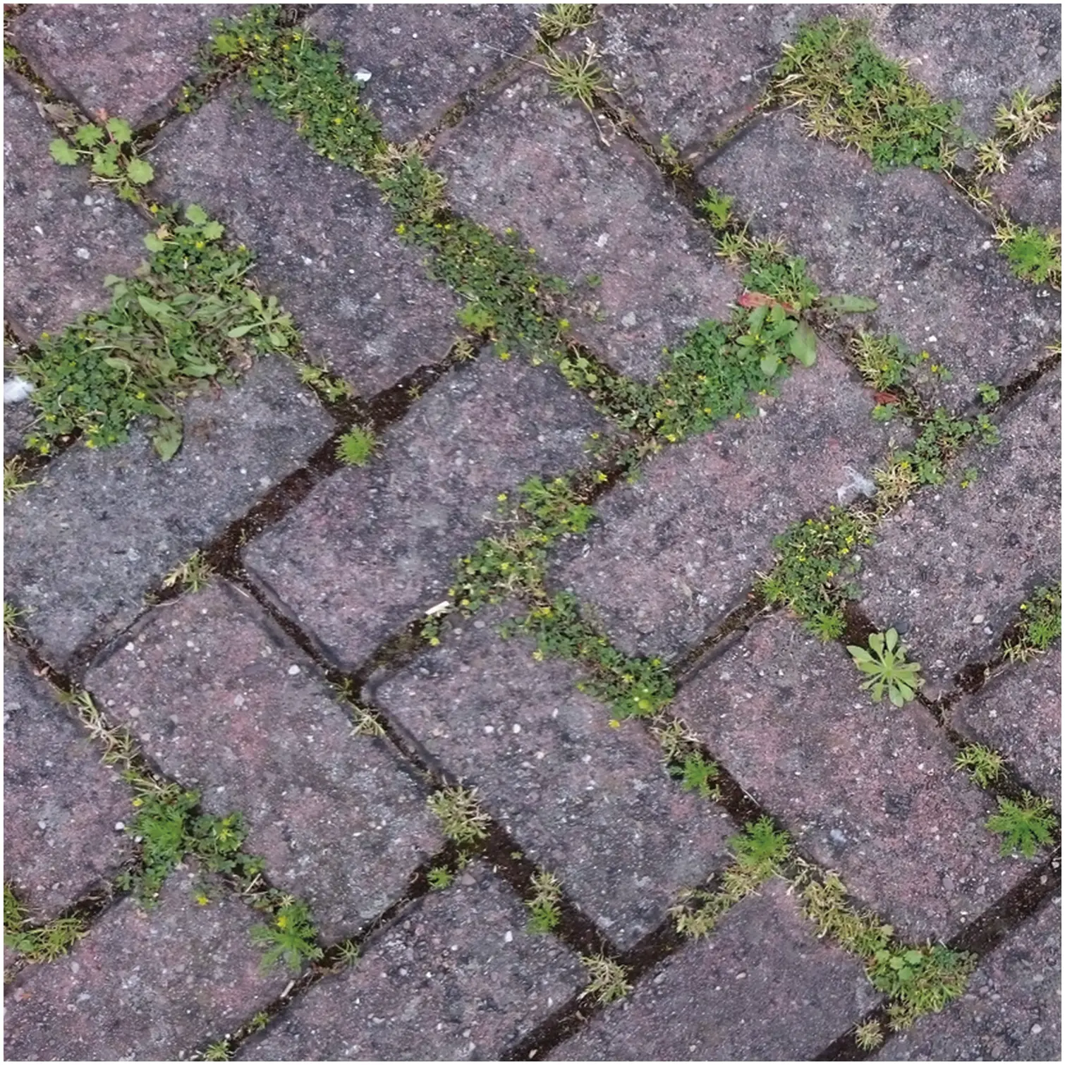 BLO0003_6 Block Blitz Block Paving Cleaner Pack of 2