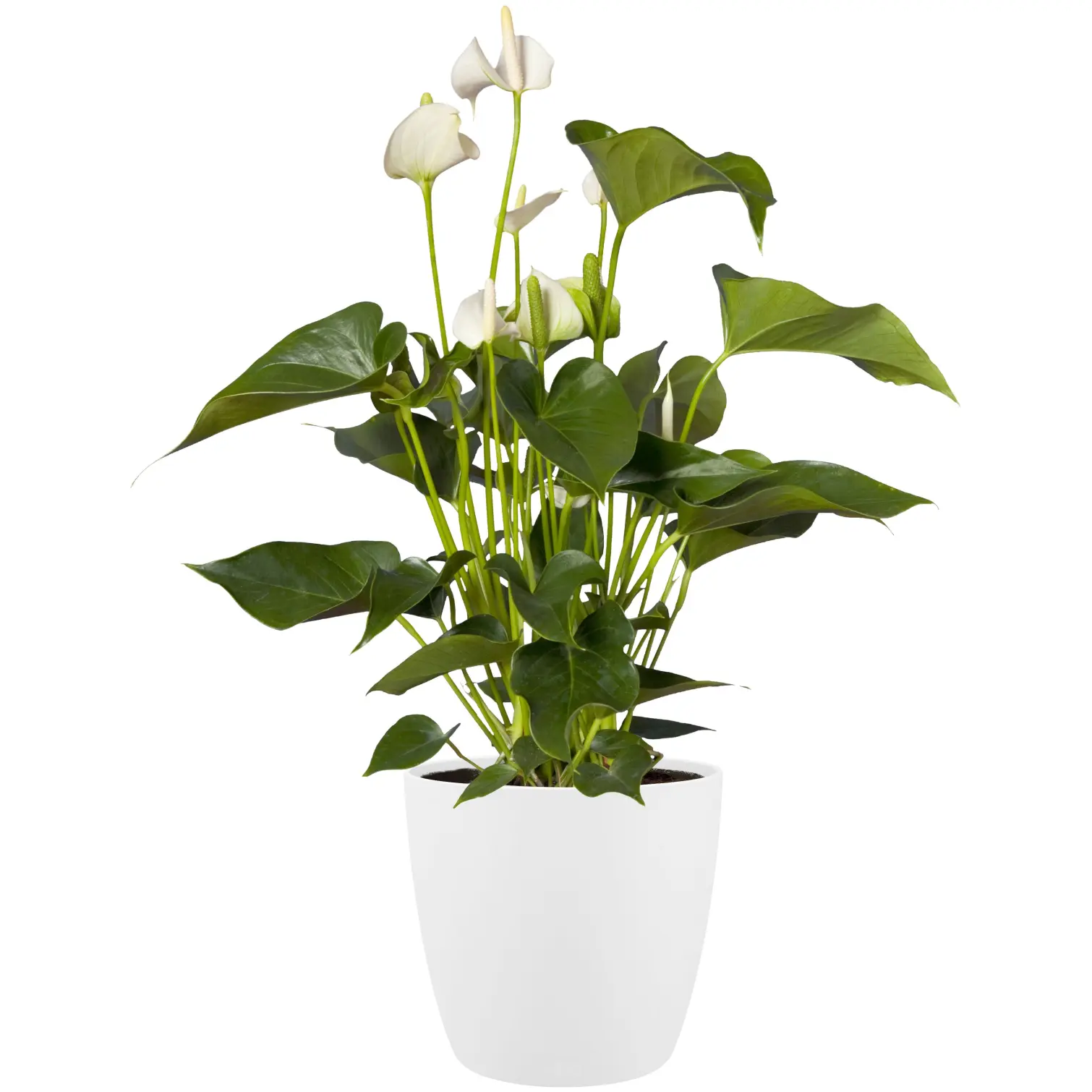 ELH0140_2 Brussels White Houseplant Pot 18cm