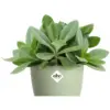 Elho Brussels Houseplant Pot14cm Sorbet