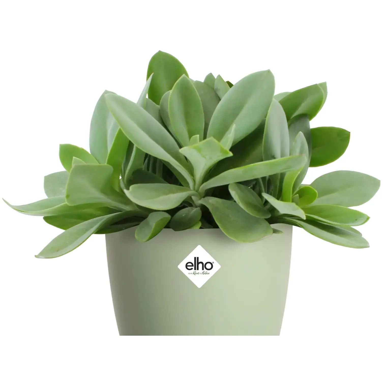 Elho Brussels Houseplant Pot14cm Sorbet