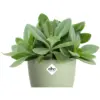 Elho Brussels Houseplant Pot18cm Sorbet