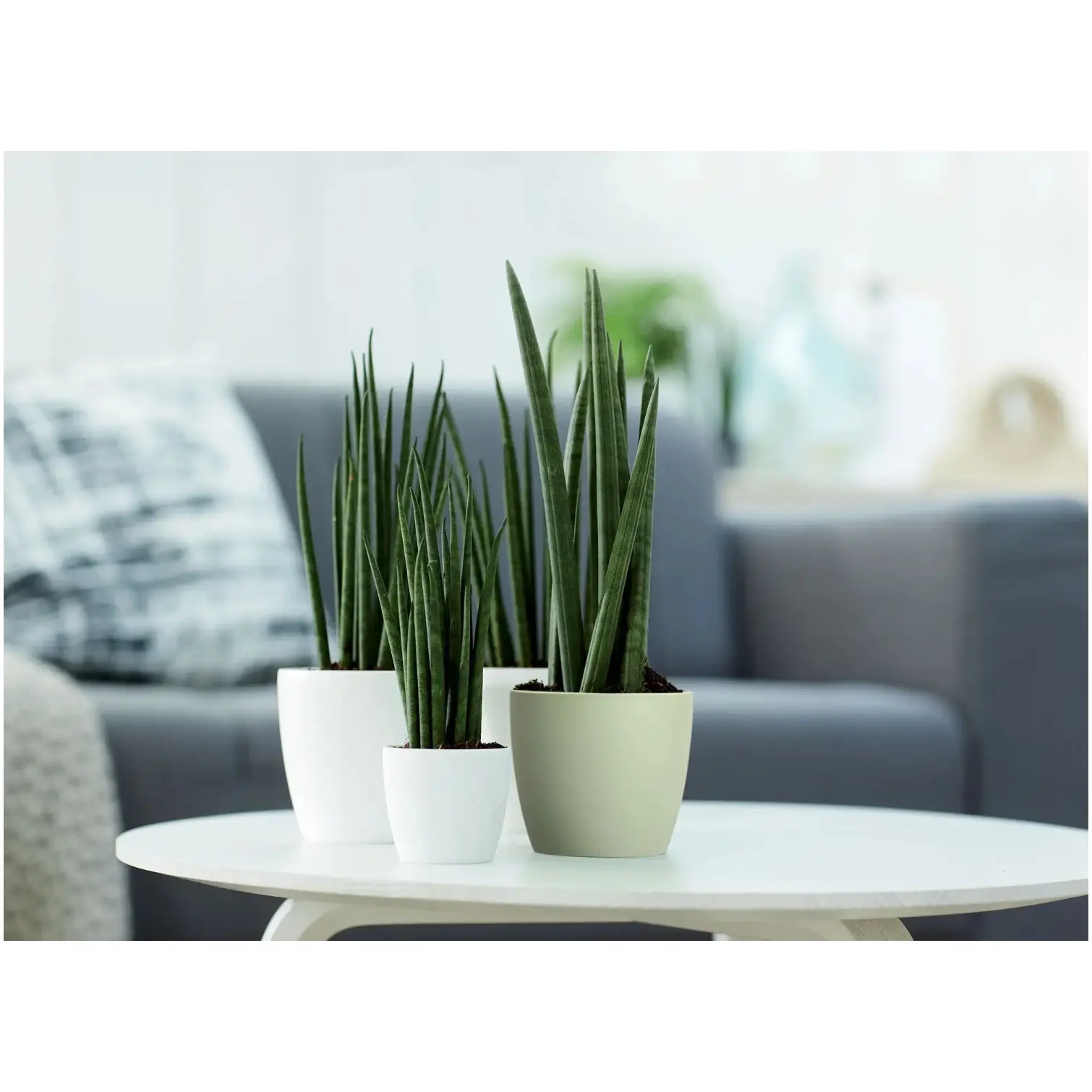 Elho Brussels Houseplant Pot18cm Sorbet