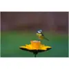 Gardman Daffodil Feeding Dish C/Iron