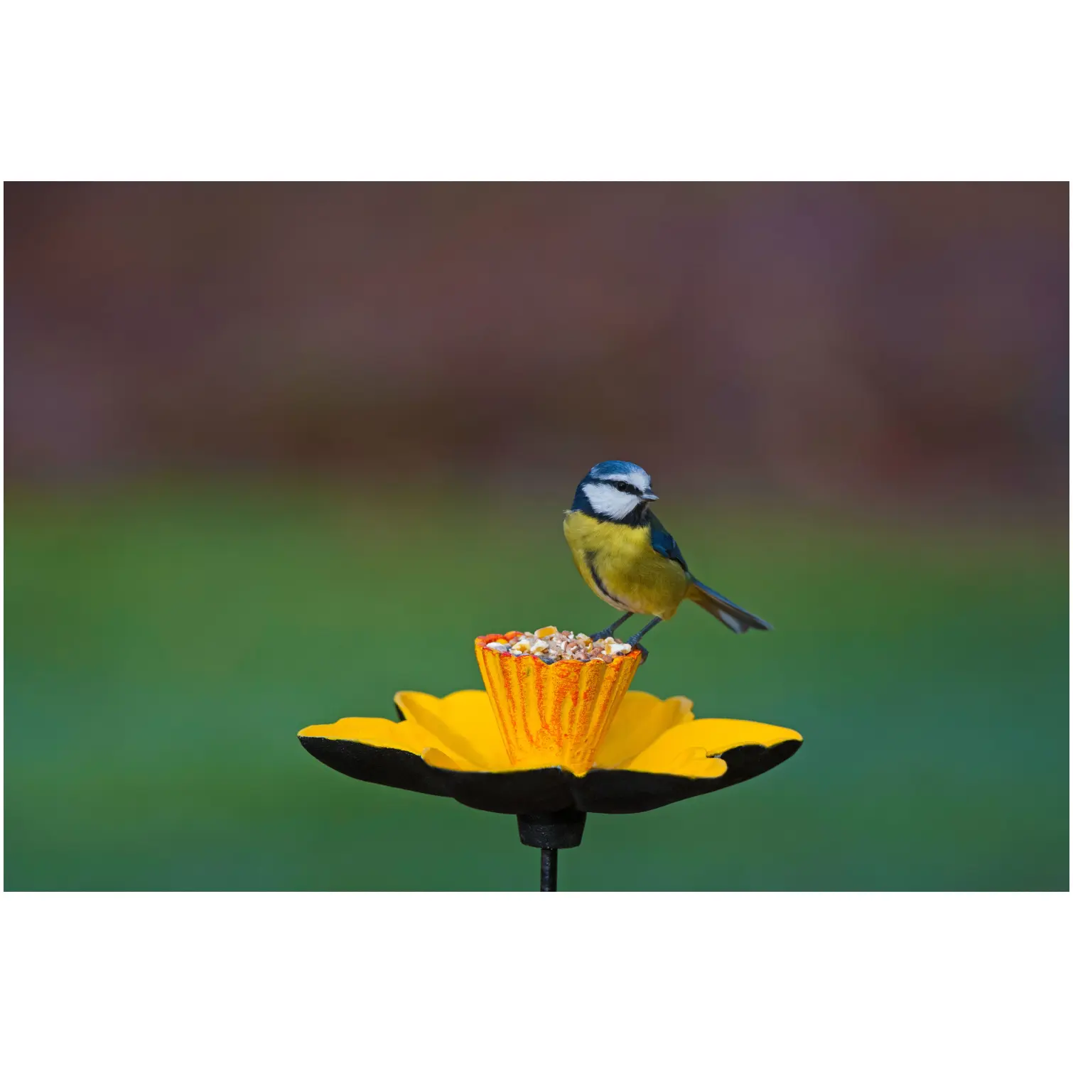 Gardman Daffodil Feeding Dish C/Iron