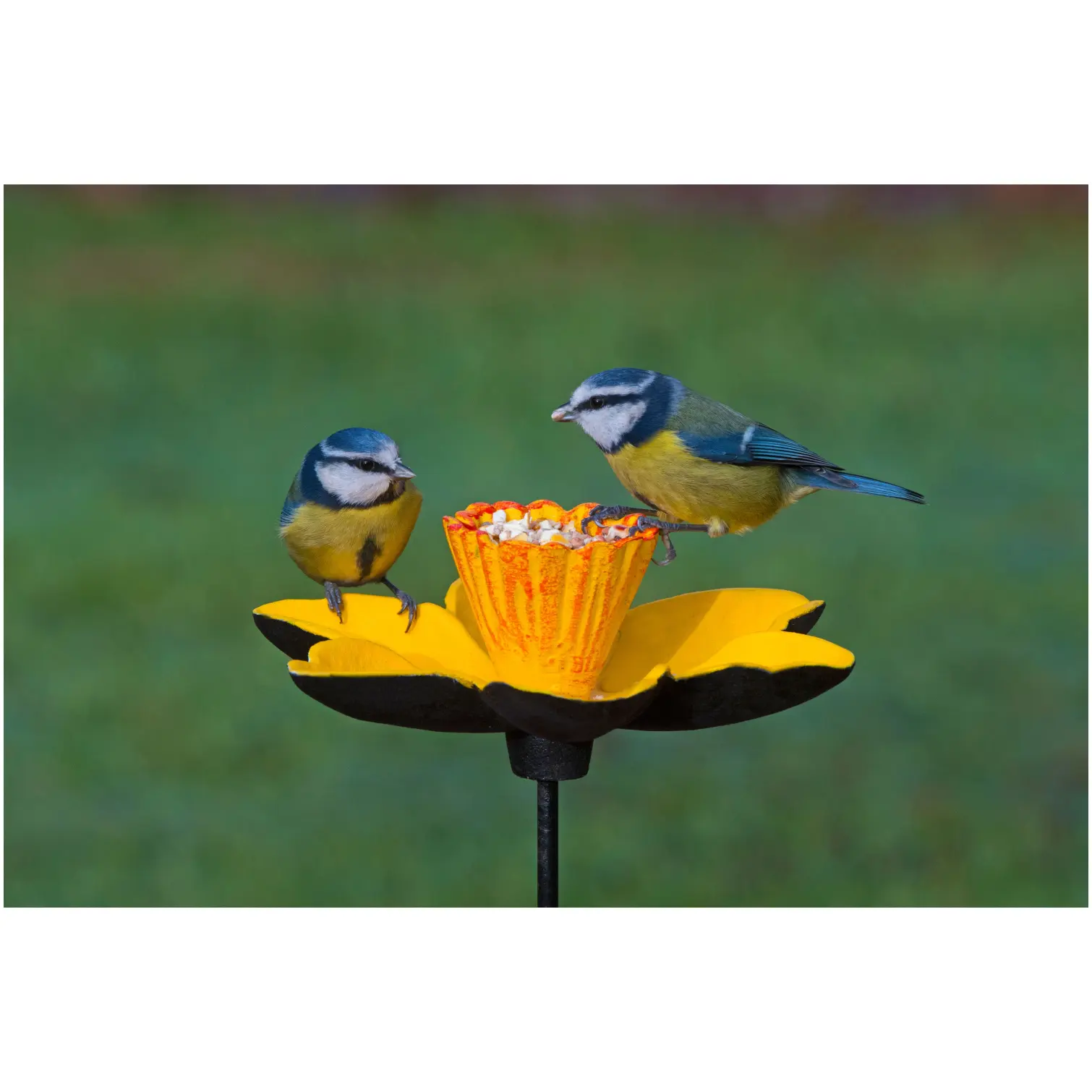 Gardman Daffodil Feeding Dish C/Iron