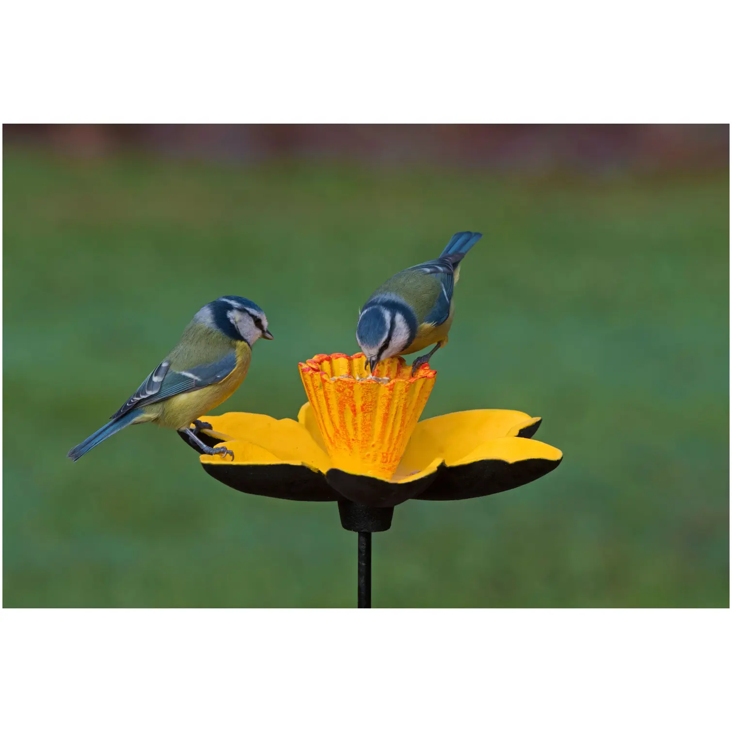Gardman Daffodil Feeding Dish C/Iron