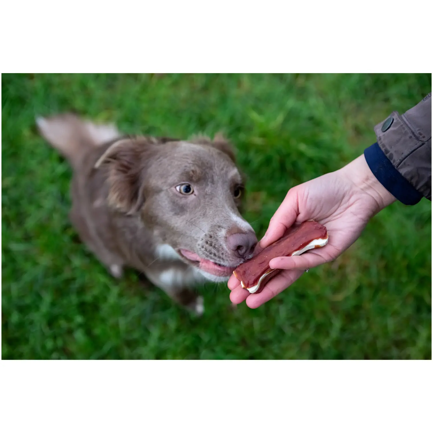 Rosewood Dog Medium Chewy Bones Duck