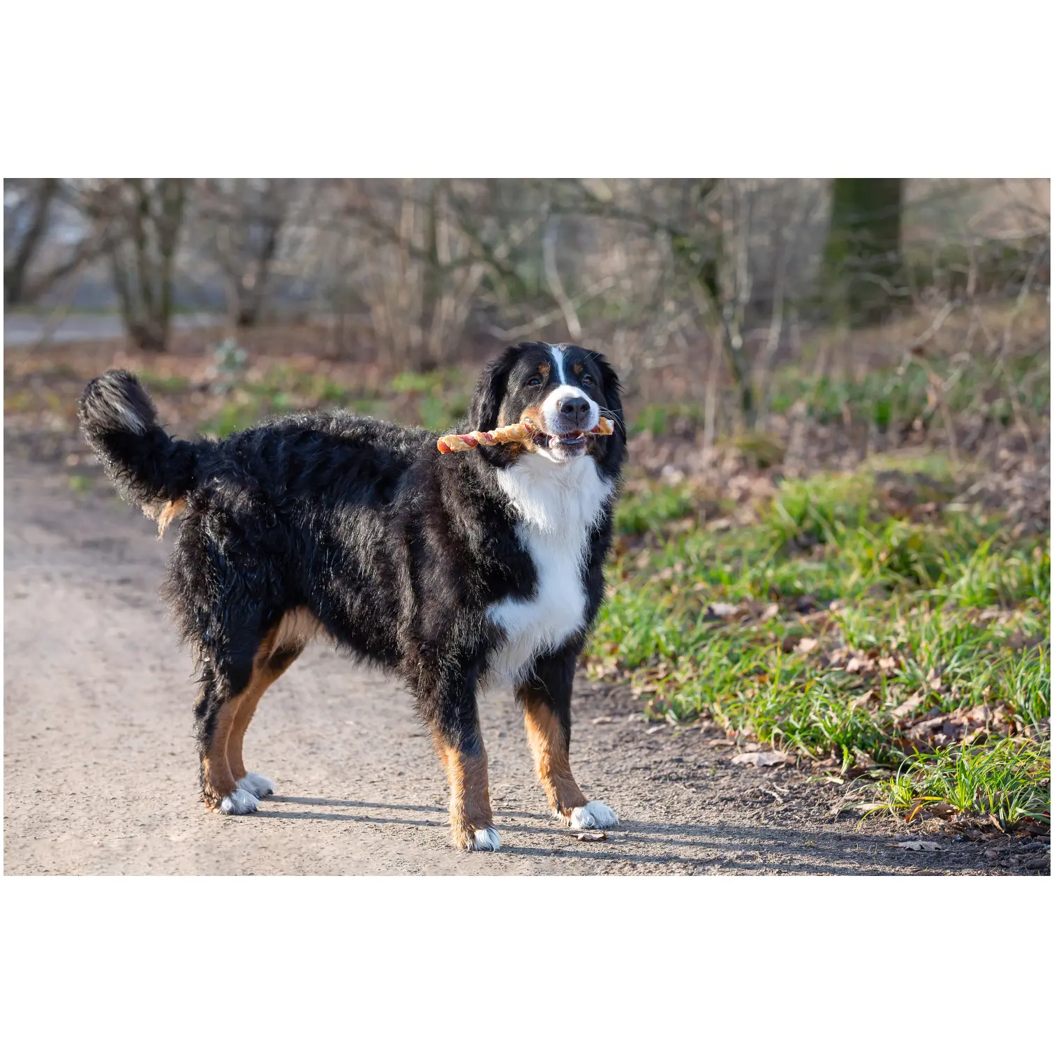 Rosewood Dog Large Trio Sticks Chicken