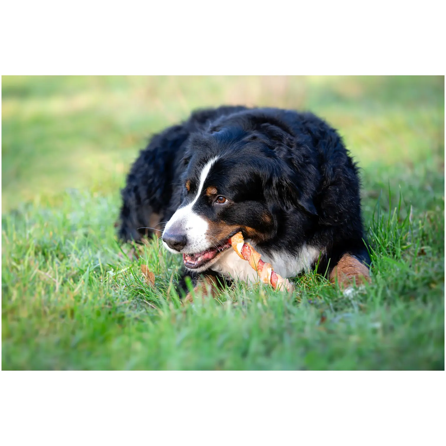 Rosewood Dog Large Trio Sticks Chicken