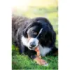 Rosewood Dog Large Trio Sticks Chicken