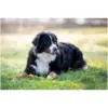 Rosewood Dog Large Trio Sticks Chicken