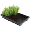 Standard Seed Tray 37x23cm(5)