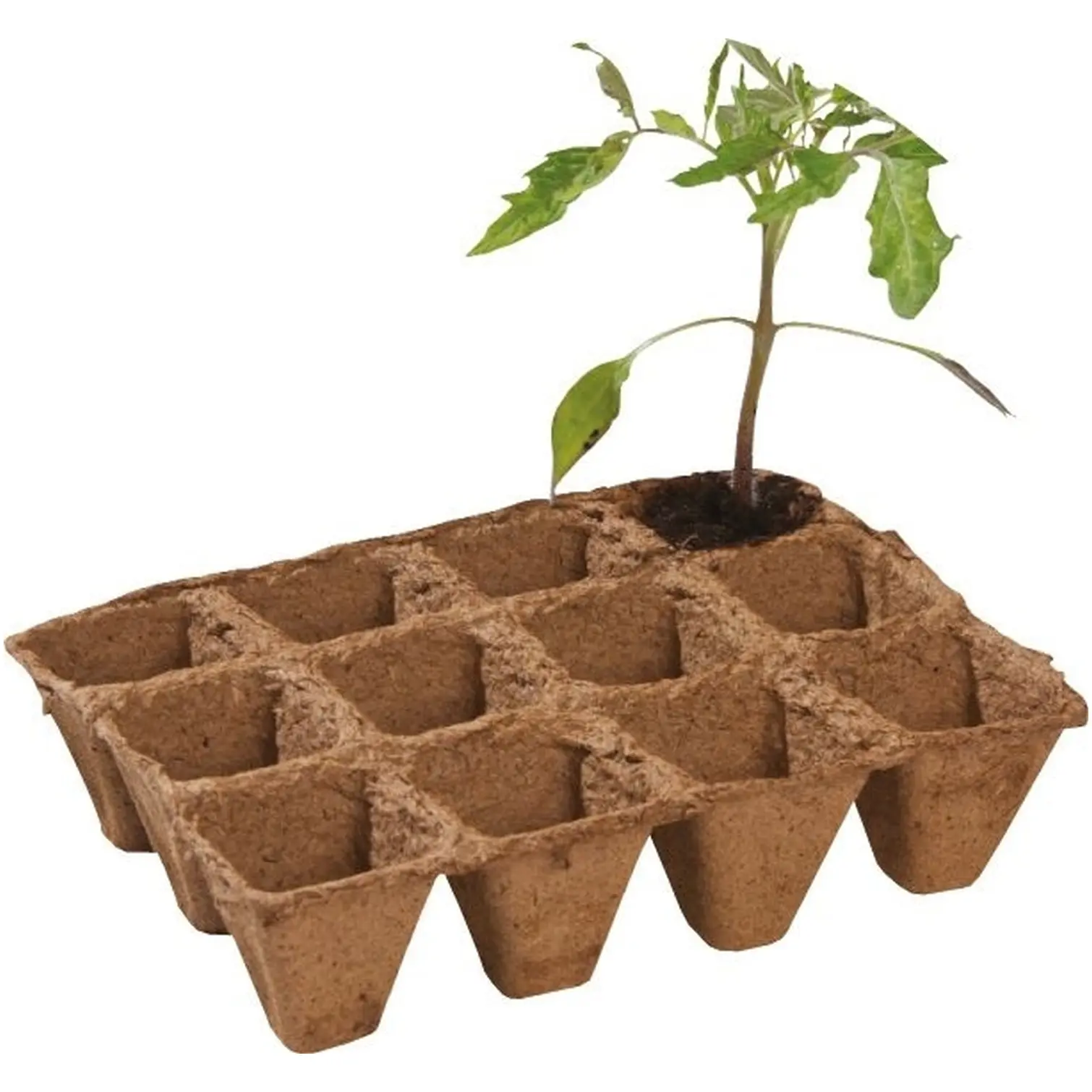Square Fibre Pots 5cm Pk36
