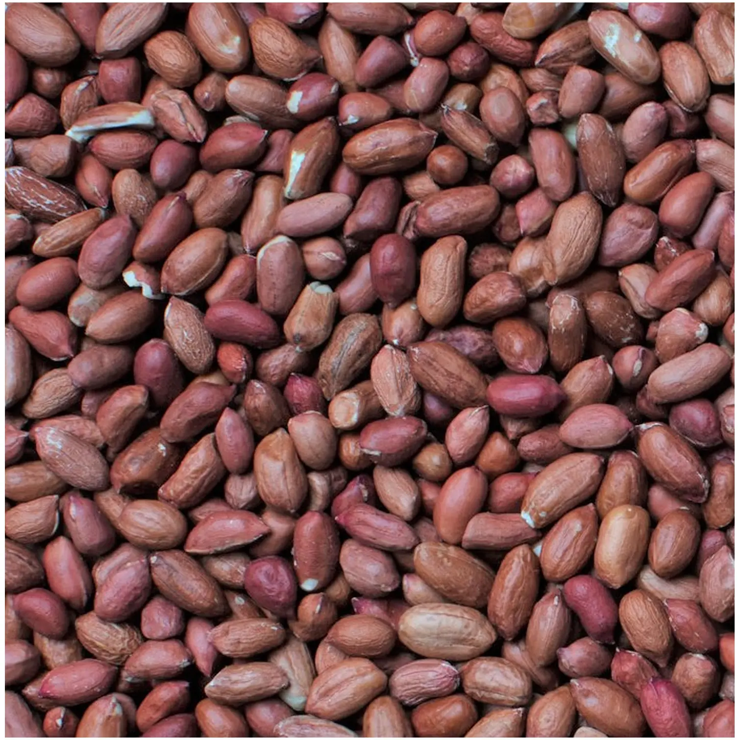 HEY0040_1 Henry Bell Wild Bird Food Peanuts 4kg