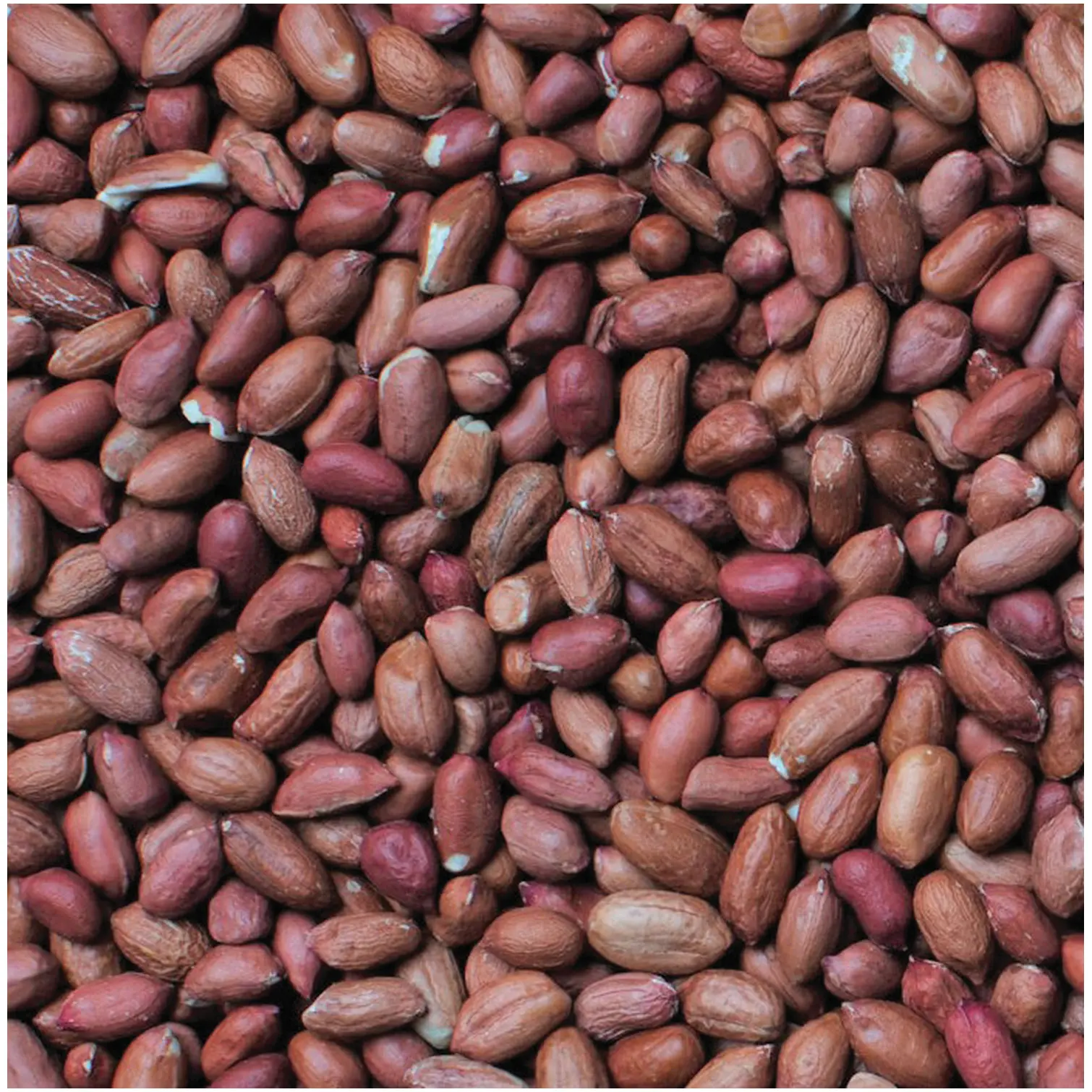 Henry Bell Wild Bird Food Peanuts 12.55kg