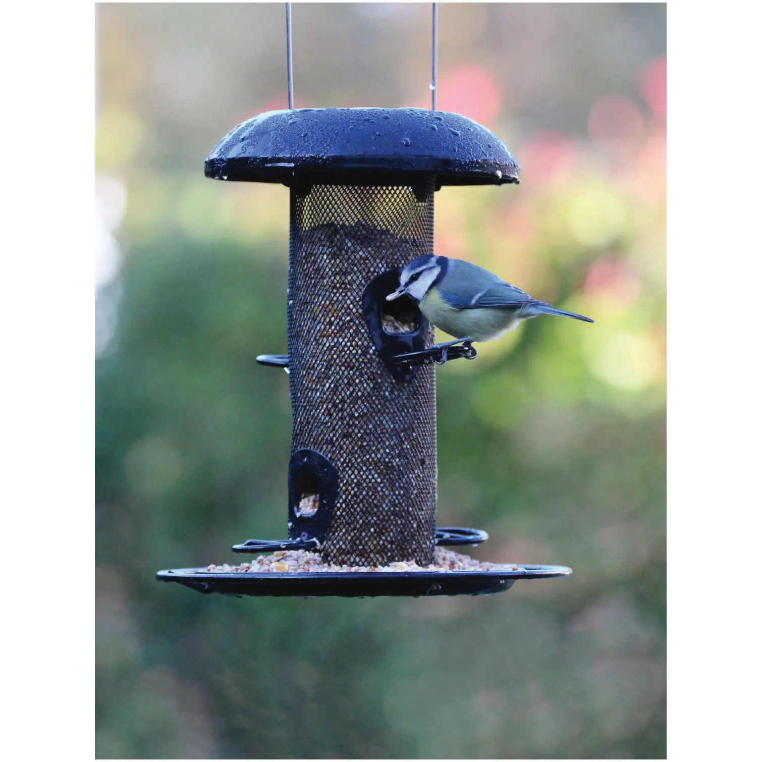 HEY0320_1 Henry Bell Seed Feeder (WildBirds) Steel