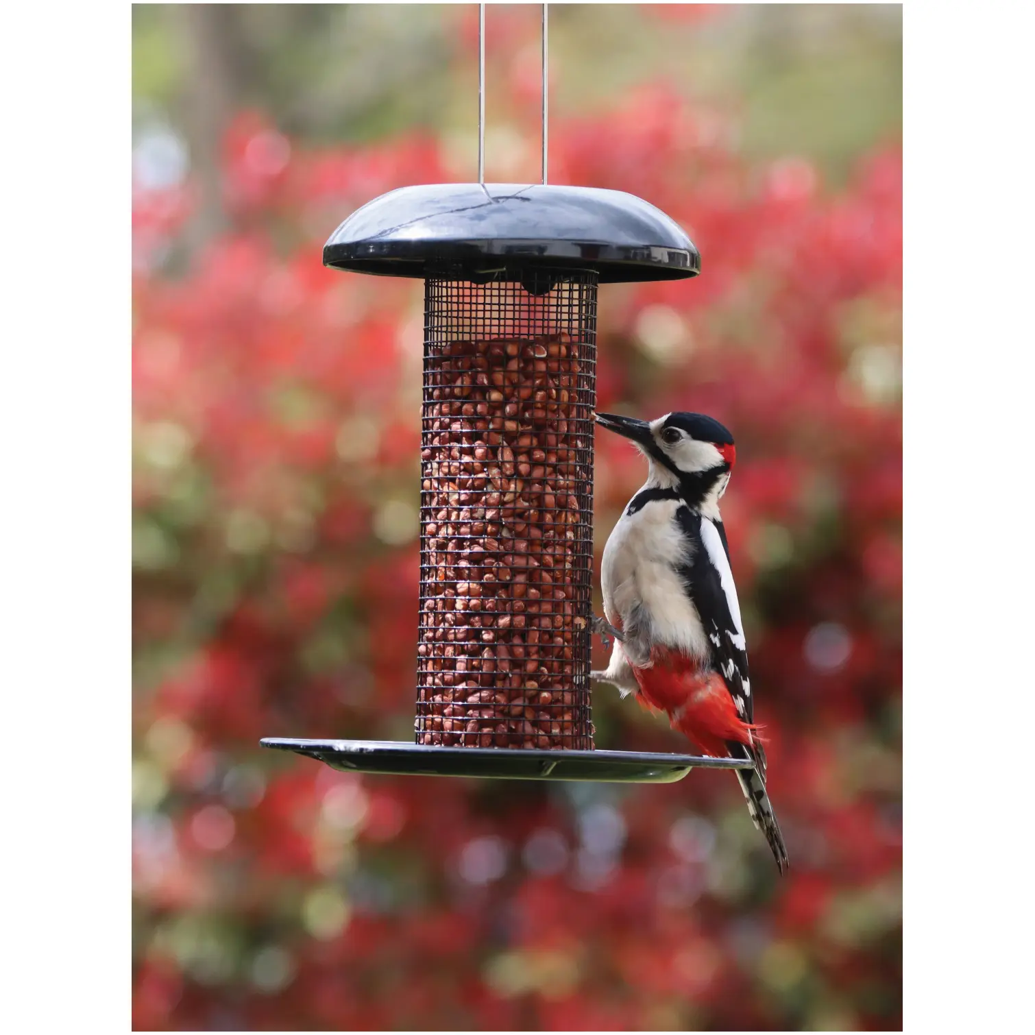 Henry Bell Peanut Feeder Heavy Duty Steel