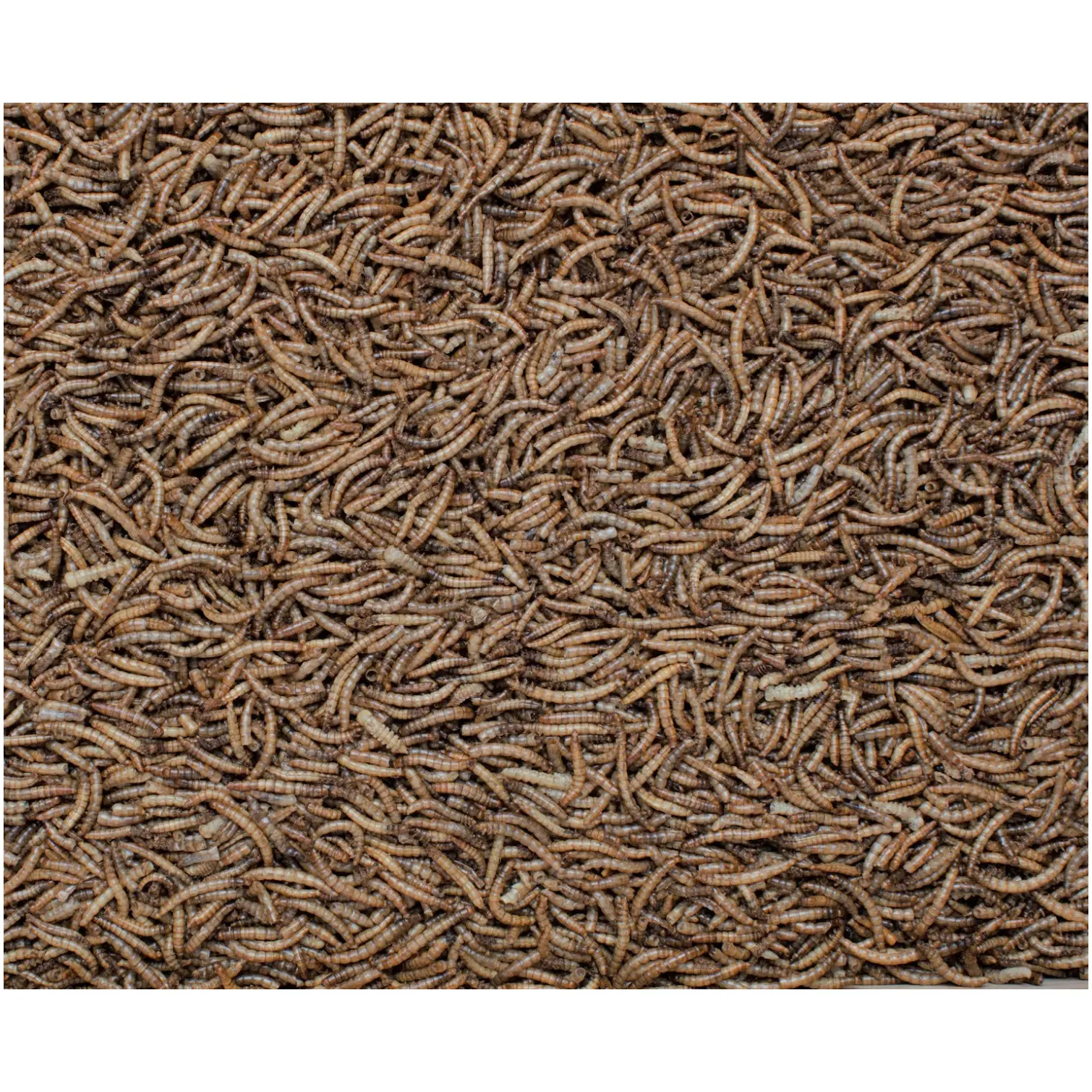 Henry Bell Mealworm 100g
