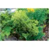 Treadstone 59.5cm Half Moon Plant Support