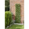 Smart Garden Leaf Willow Trellis 1.8x.6mtr