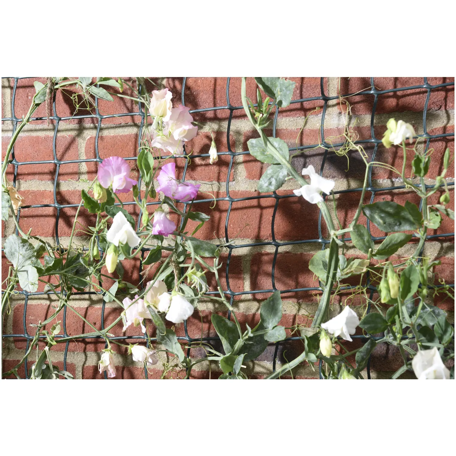 Smart Garden 5m x 1m Garden Mesh Green
