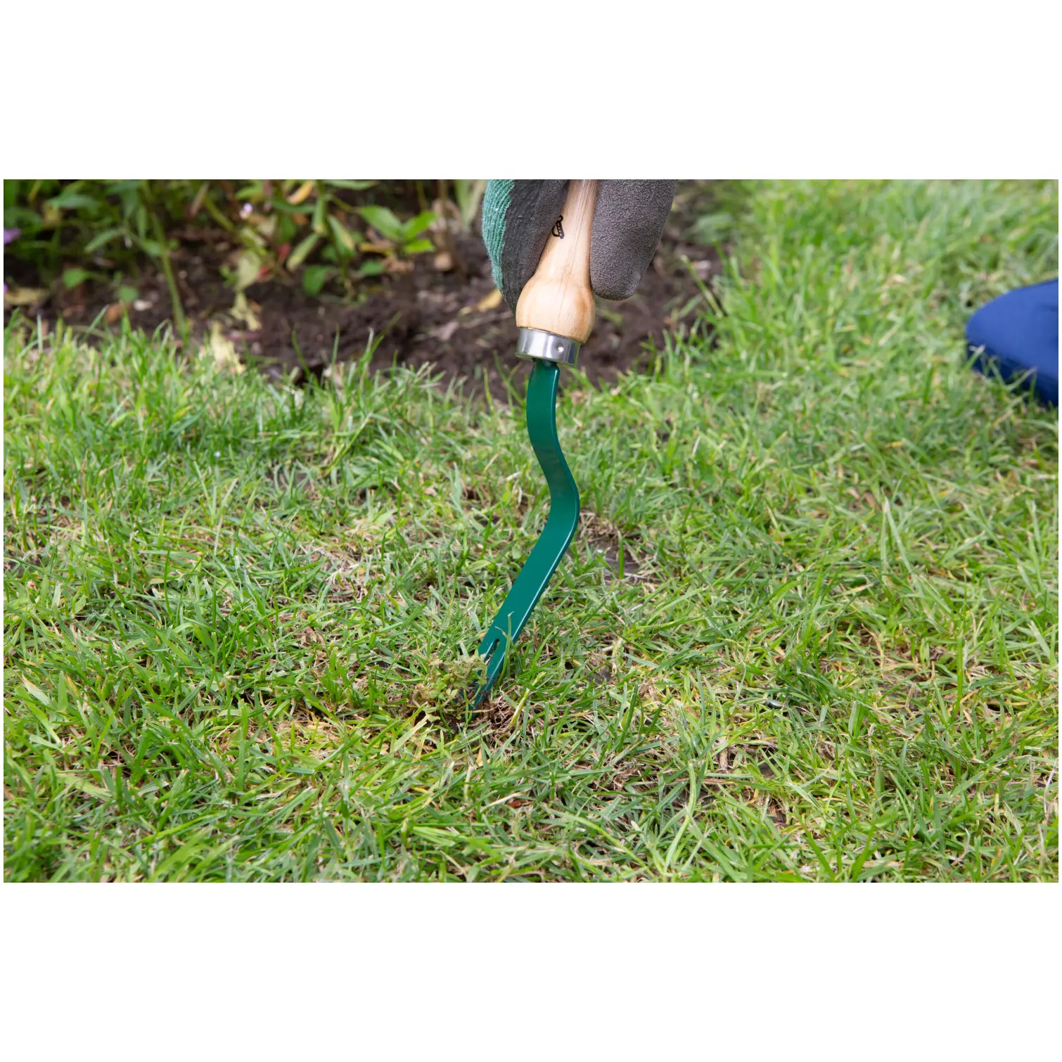 Wilkinson Daisy Grubber