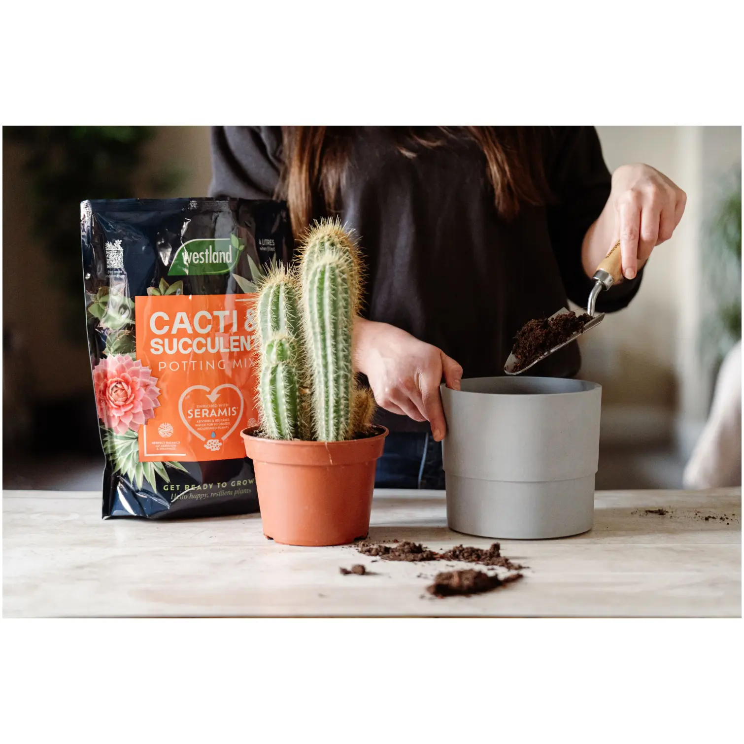 Westland Cacti & Succulent Potting Mix 4ltr