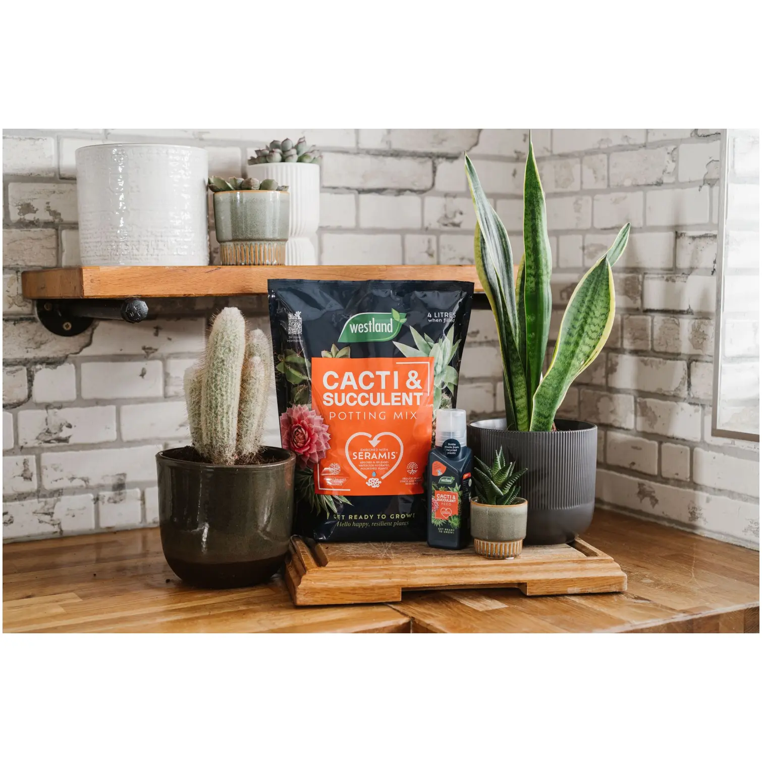 Westland Cacti & Succulent Potting Mix 4ltr