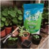Westland Perlite 10Ltr