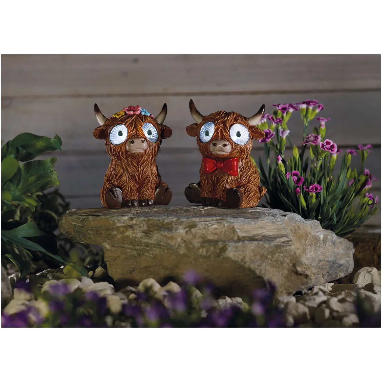 Smart Garden Bright Eyes Highlander Assorted