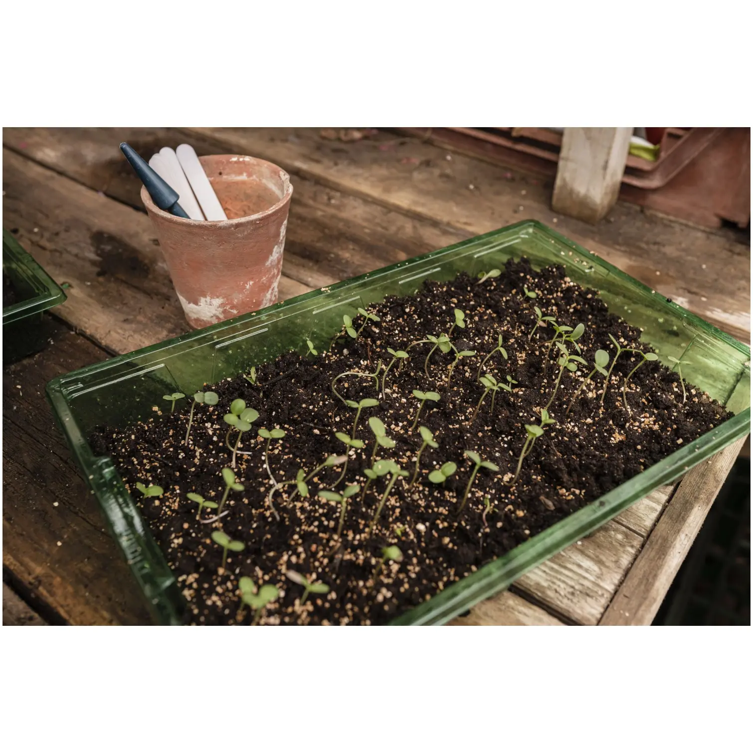 WTD0312_6 Westland Vermiculite 10ltr