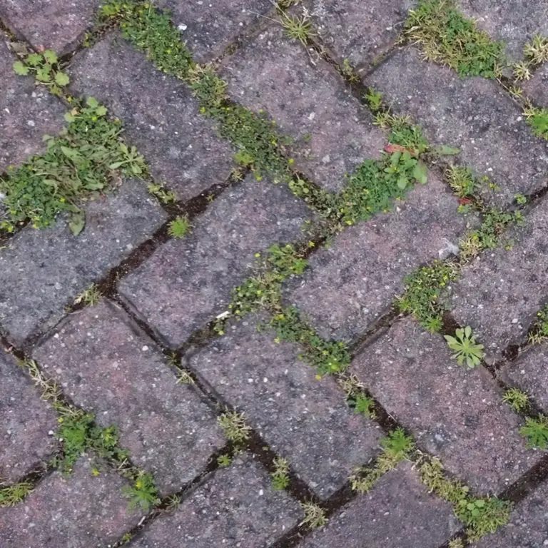 Winter Wash Moss&Algae Killers