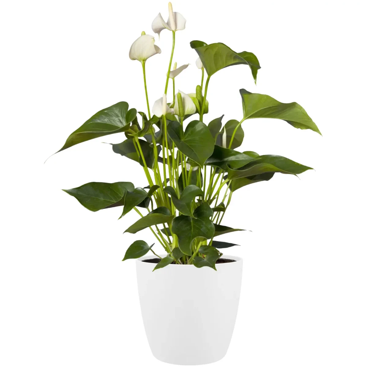 Brussels White Houseplant Pot 18cm - Image 3