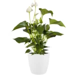 Brussels White Houseplant Pot 18cm - Image 3