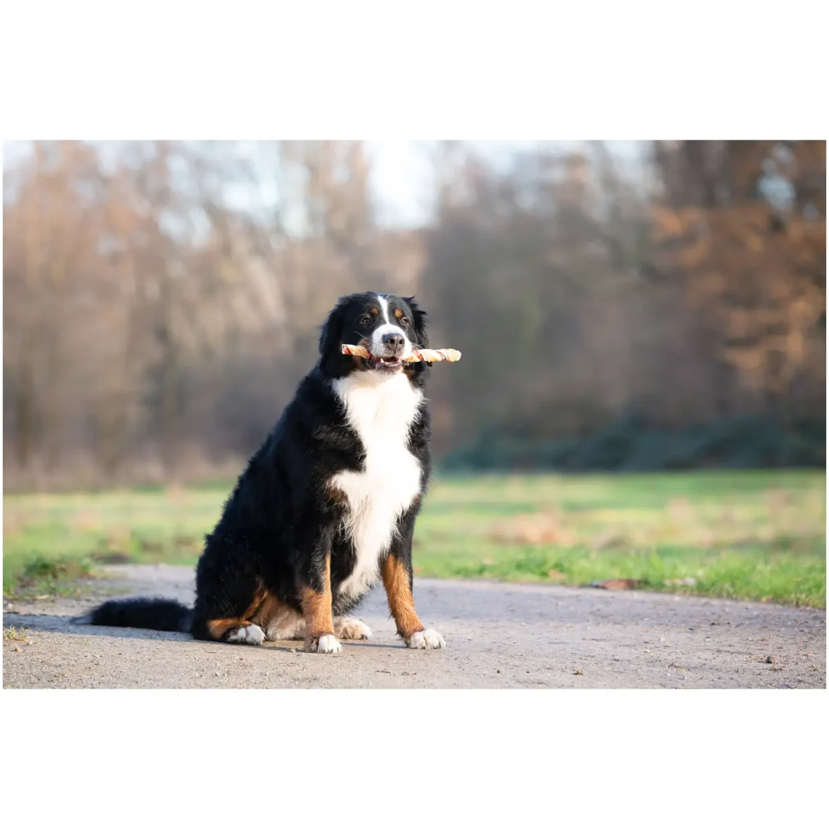 Pets Unlimited Dog Large Tricolor Chewy Stick with Chicken pk3 - Image 3