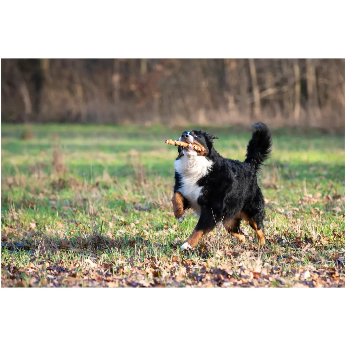 Pets Unlimited Dog Large Tricolor Chewy Stick with Chicken pk3 - Image 5