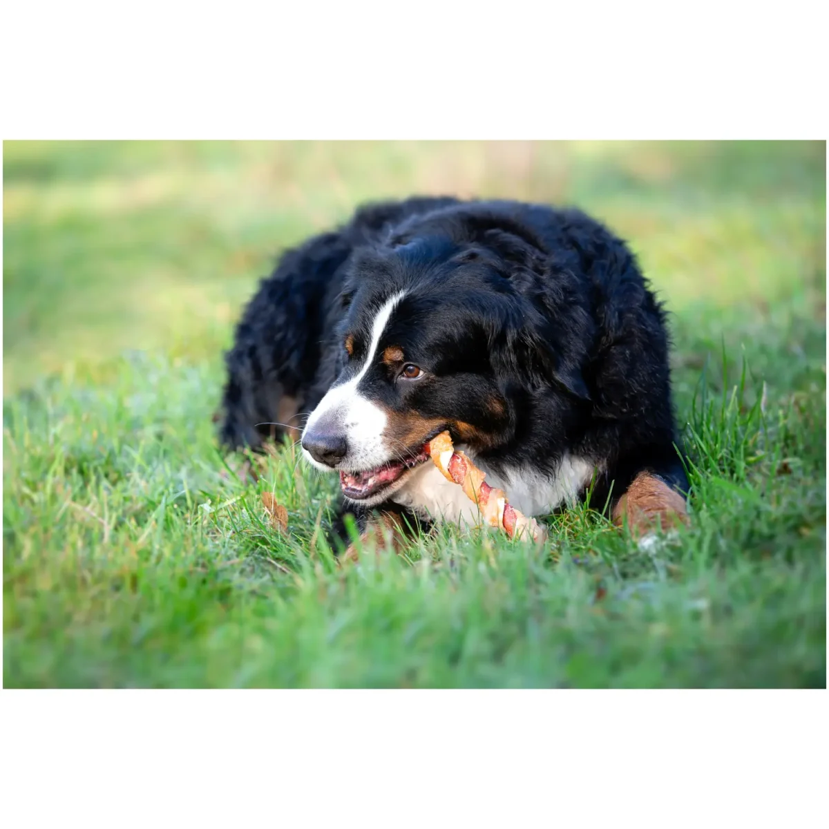 Pets Unlimited Dog Large Tricolor Chewy Stick with Chicken pk3 - Image 6
