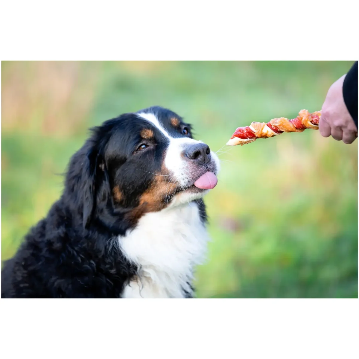 Pets Unlimited Dog Large Tricolor Chewy Stick with Chicken pk3 - Image 7