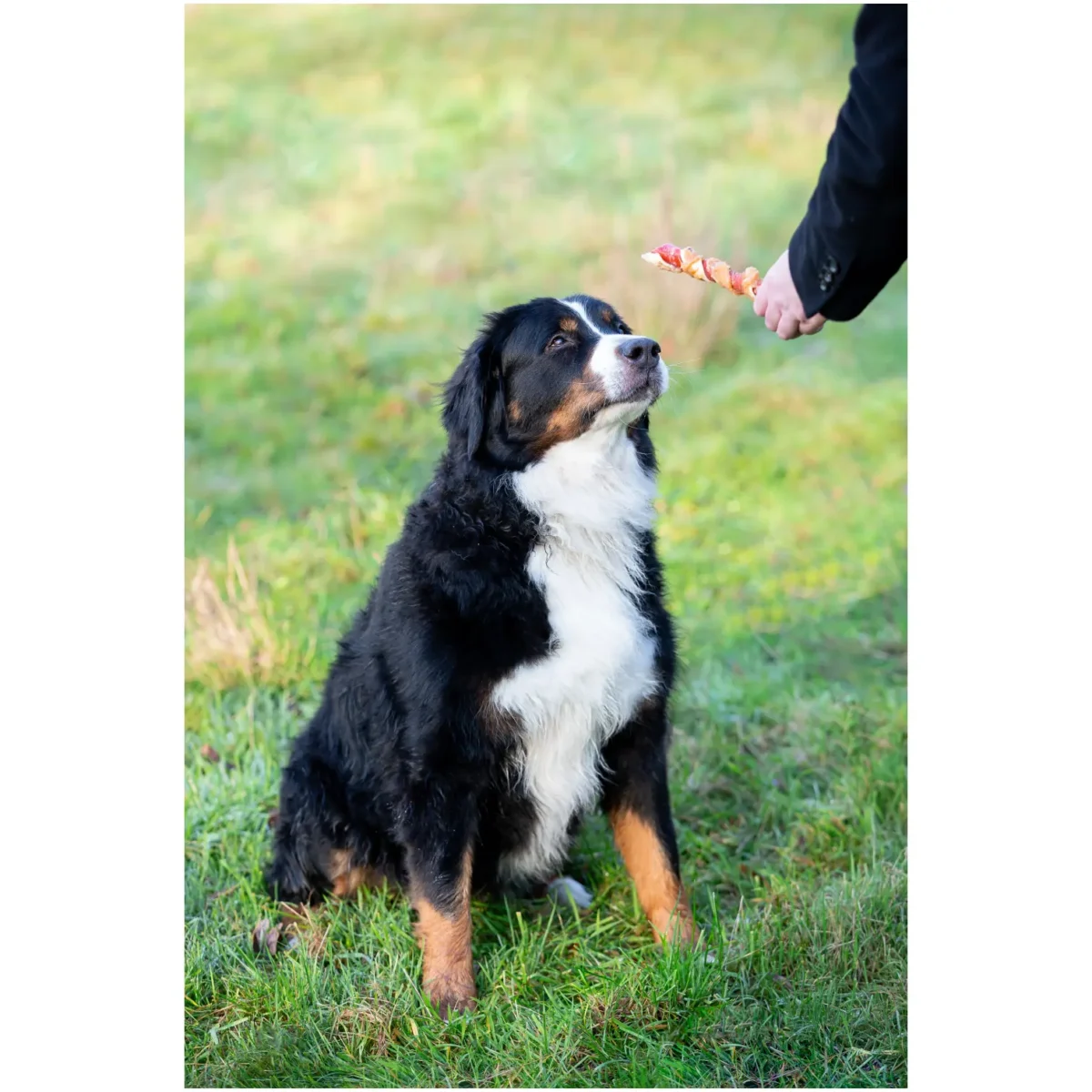 Pets Unlimited Dog Large Tricolor Chewy Stick with Chicken pk3 - Image 8
