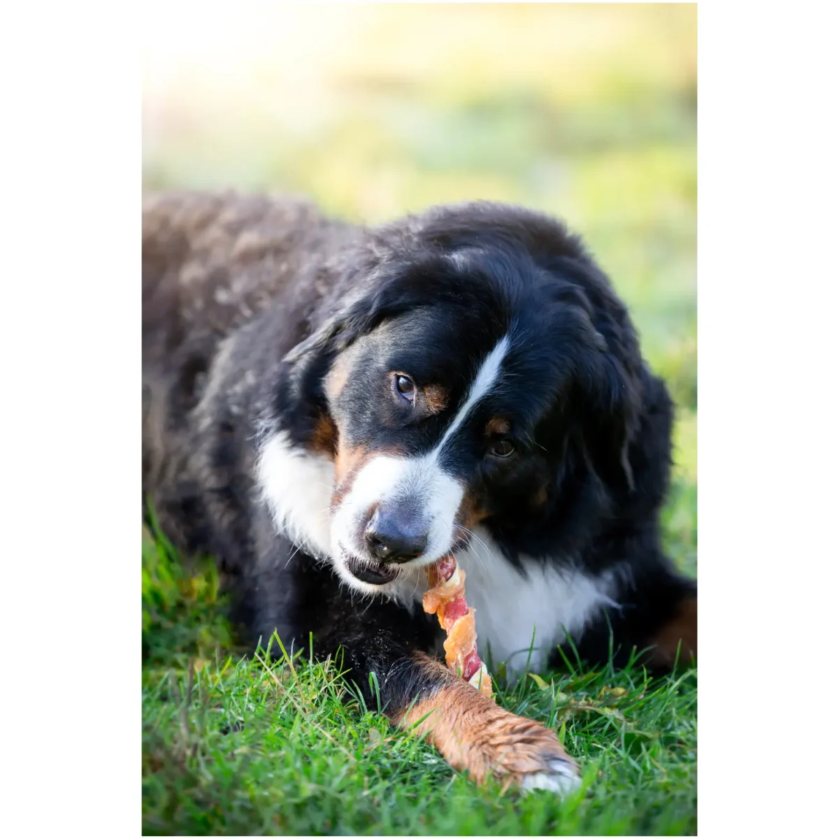 Pets Unlimited Dog Large Tricolor Chewy Stick with Chicken pk3 - Image 9