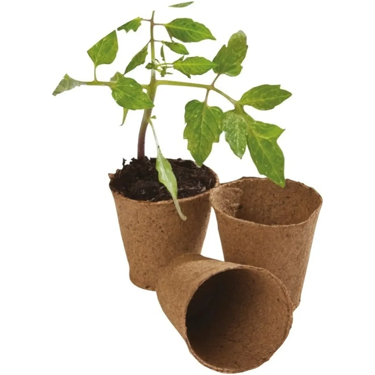 Round Fibre pots 6cm pk24 - Image 2