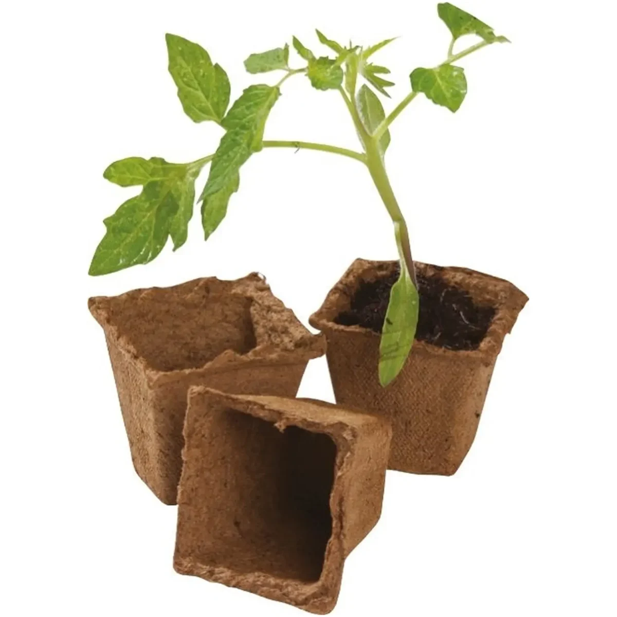 Square Fibre Pots 6cm pk20 - Image 2