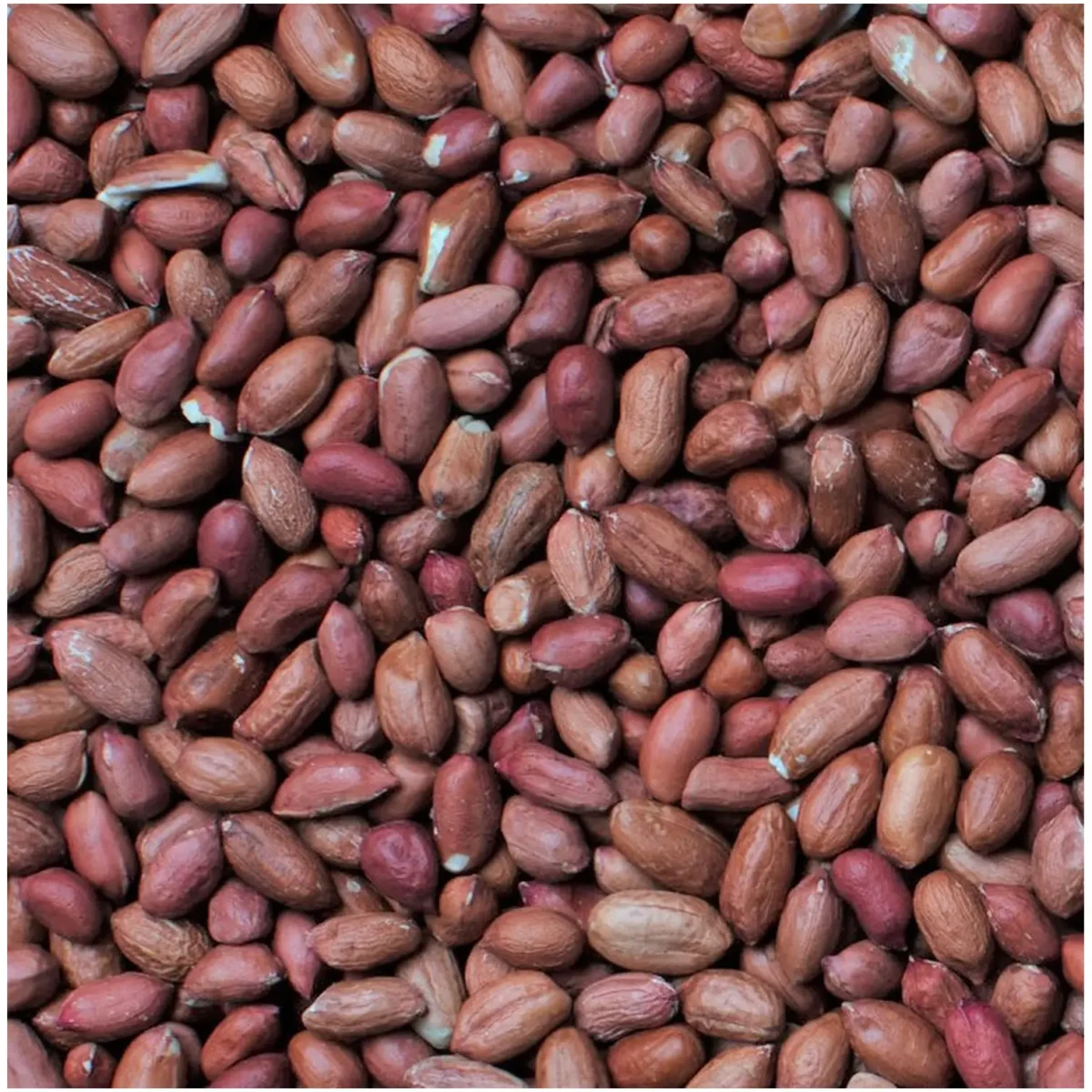 Henry Bell Wild Bird Food Peanuts 1kg - Image 2