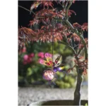Smart Garden Solar Powered Bug Light - Image 6